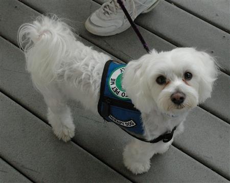 Therapy Dog (https://upload.wikimedia.org/wikipedia/commons/e/e (Jocelyn Augustino))